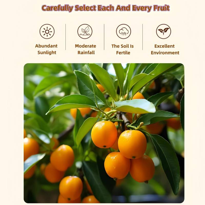 Licorice-Flavored Preserved Kumquat Snack – 250 g