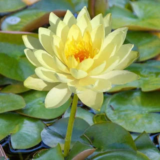 🌱 100 PCS Mixed Colors Water Planting Lotus Seeds Set 🌸