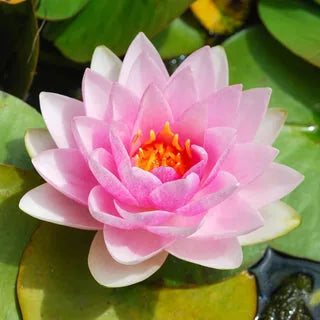 🌱 100 PCS Mixed Colors Water Planting Lotus Seeds Set 🌸