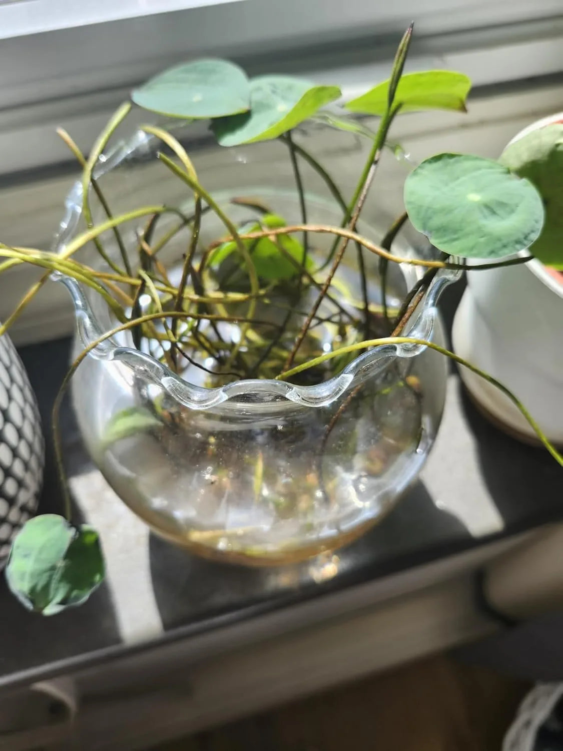 🌱 100 PCS Mixed Colors Water Planting Lotus Seeds Set 🌸
